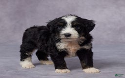 Mini Bernedoodle dogs for sale: Clay - Image 4