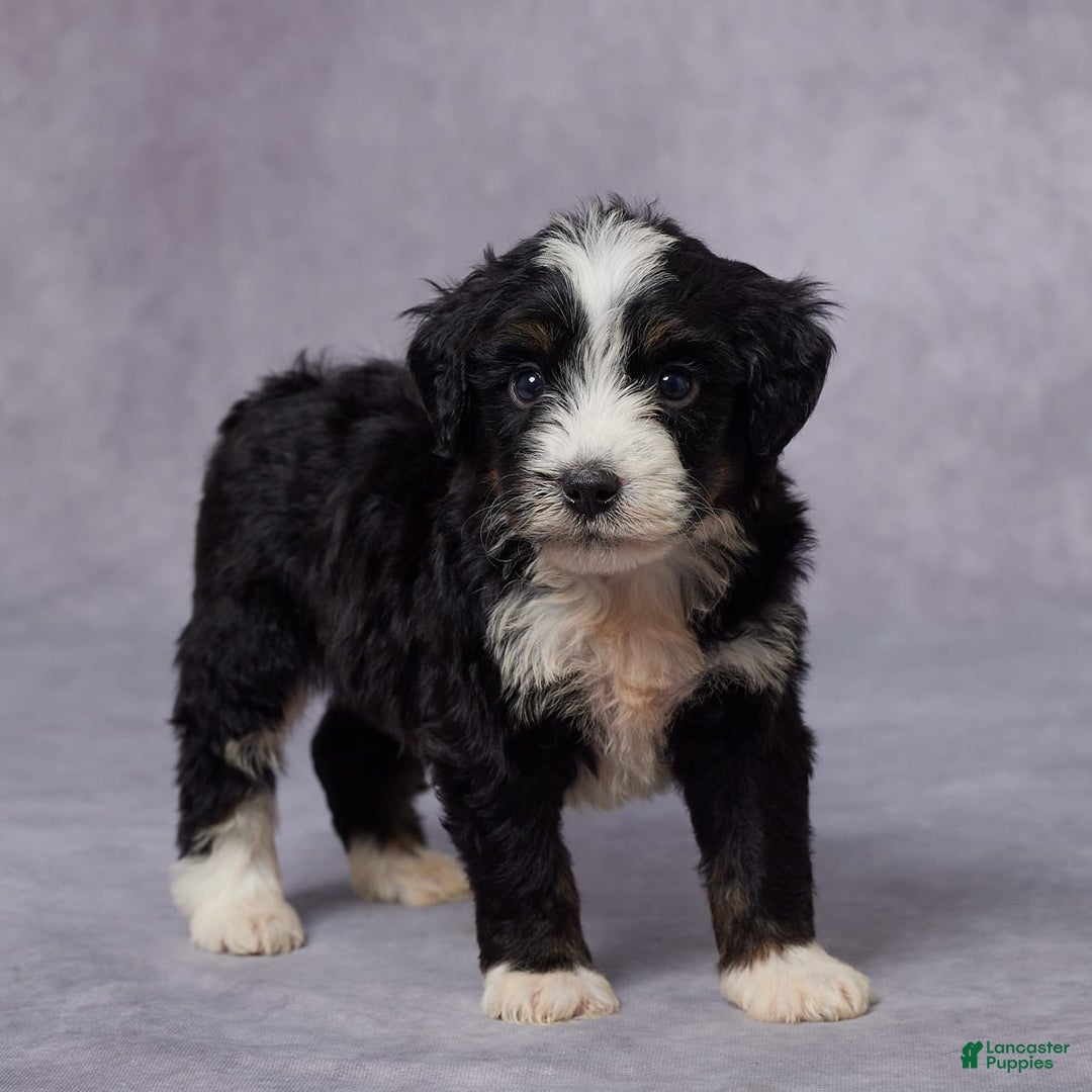 Mini Bernedoodle dogs for sale: Clay - Image 4