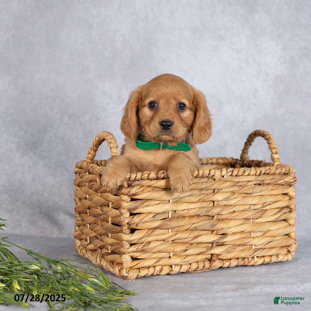 Miniature Golden Retriever dogs for sale: Ashton - Image 2