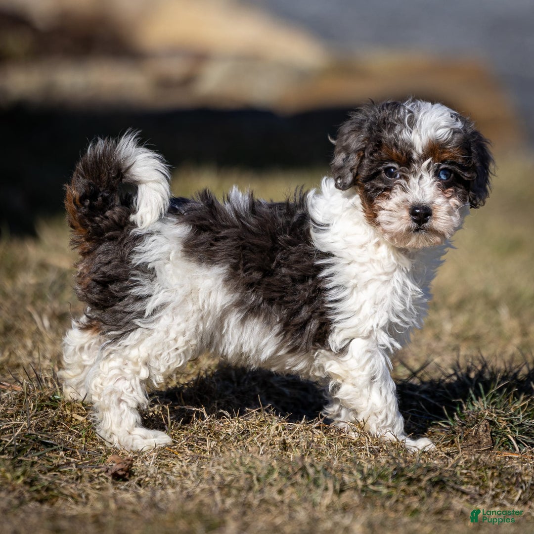 Cavapoo dogs for sale: Timon - Image 12