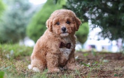 Maltipoo dogs for sale: Tobias - Image 2