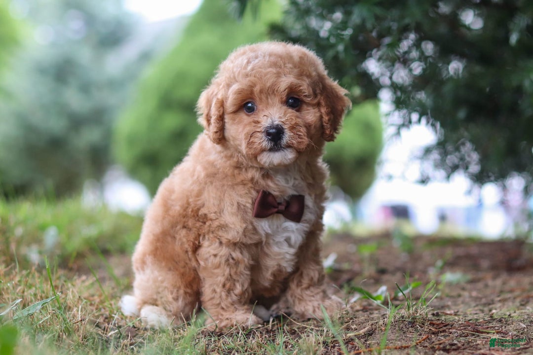 Maltipoo dogs for sale: Tobias - Image 2