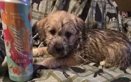 Morkie dogs for sale: Liam - Image 3