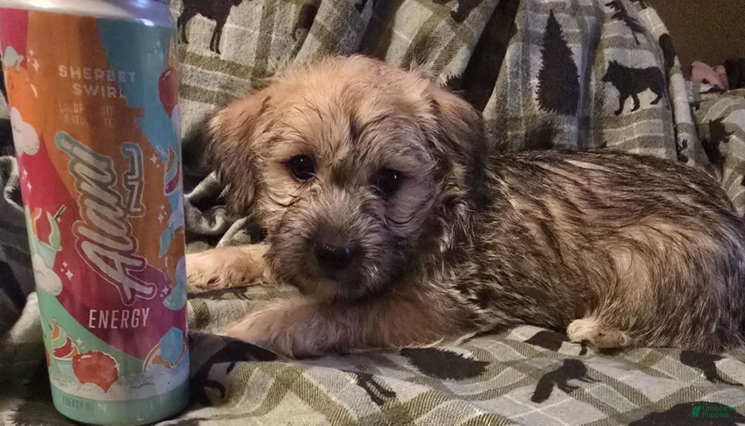 Morkie dogs for sale: Liam - Image 3