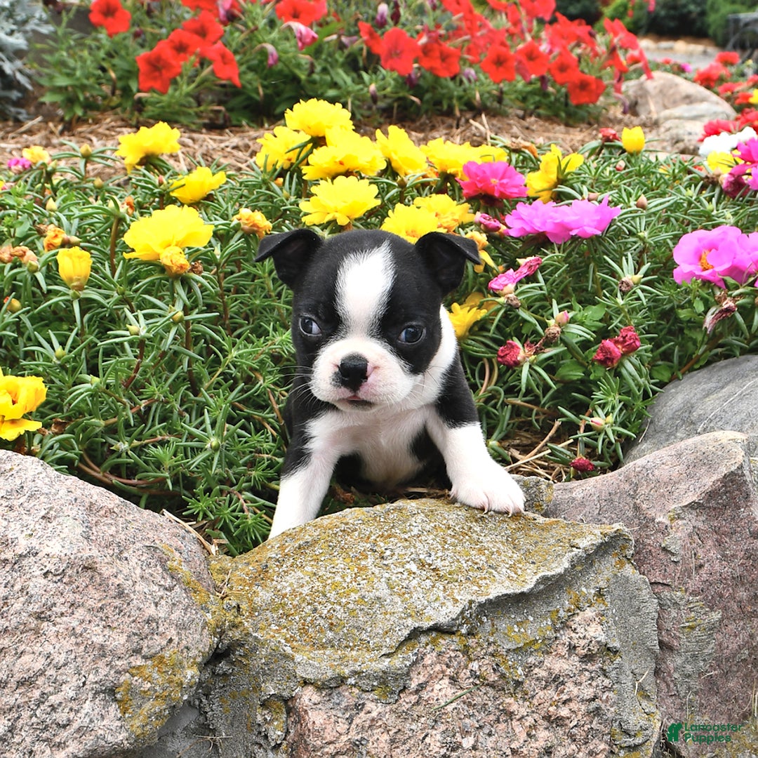 Boston Terrier dogs for sale: Boston Terrier 3 puppies - Image 5