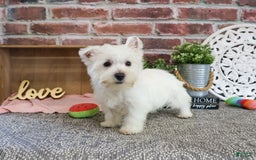 West Highland Terrier dogs for sale: Dove - Image 3