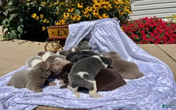 Newfoundland dogs for sale: Champ❤️Strong - Image 3