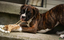 Boxer dogs for sale: Tori - Image 5