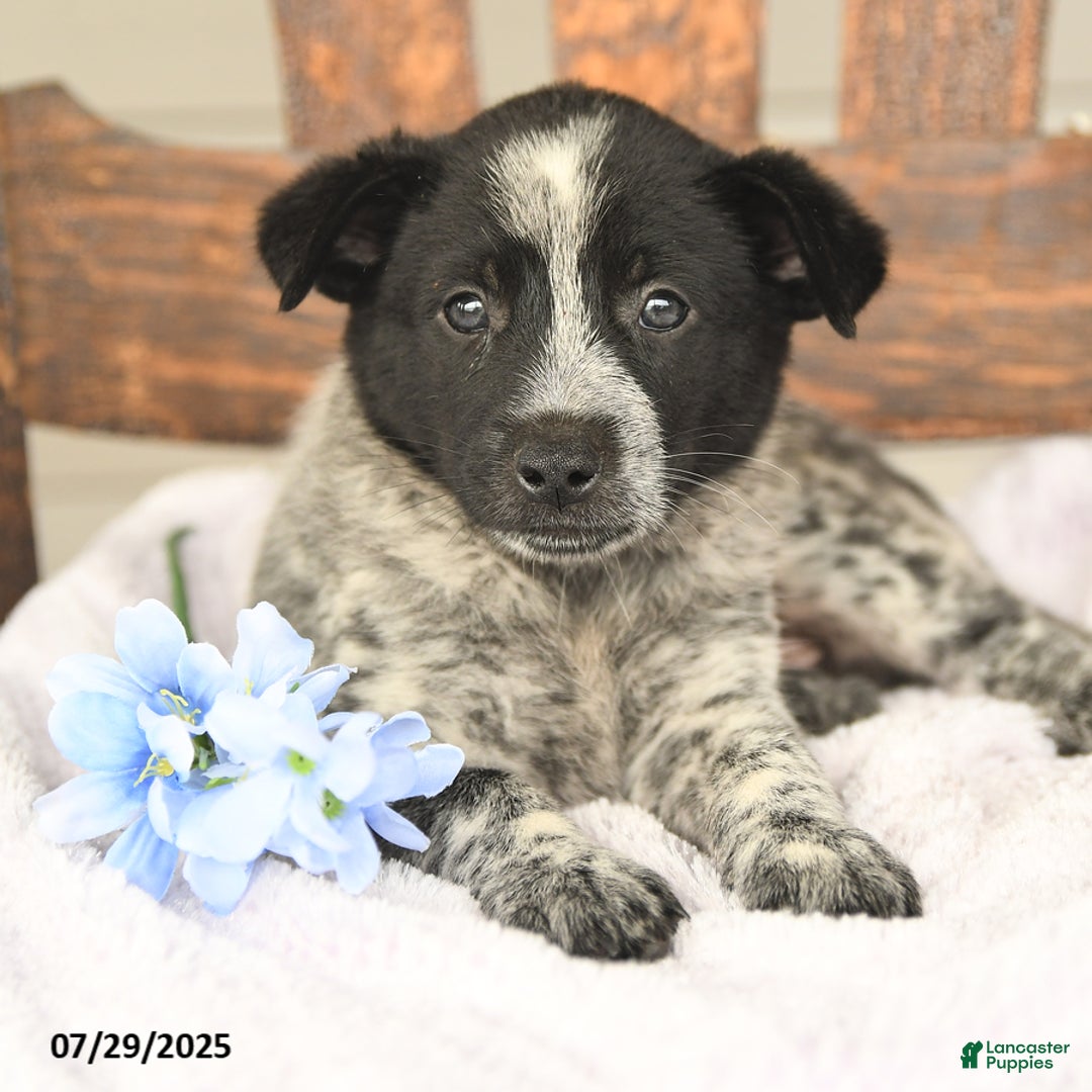 Australian Cattle Dog dogs for sale: Max - Image 4