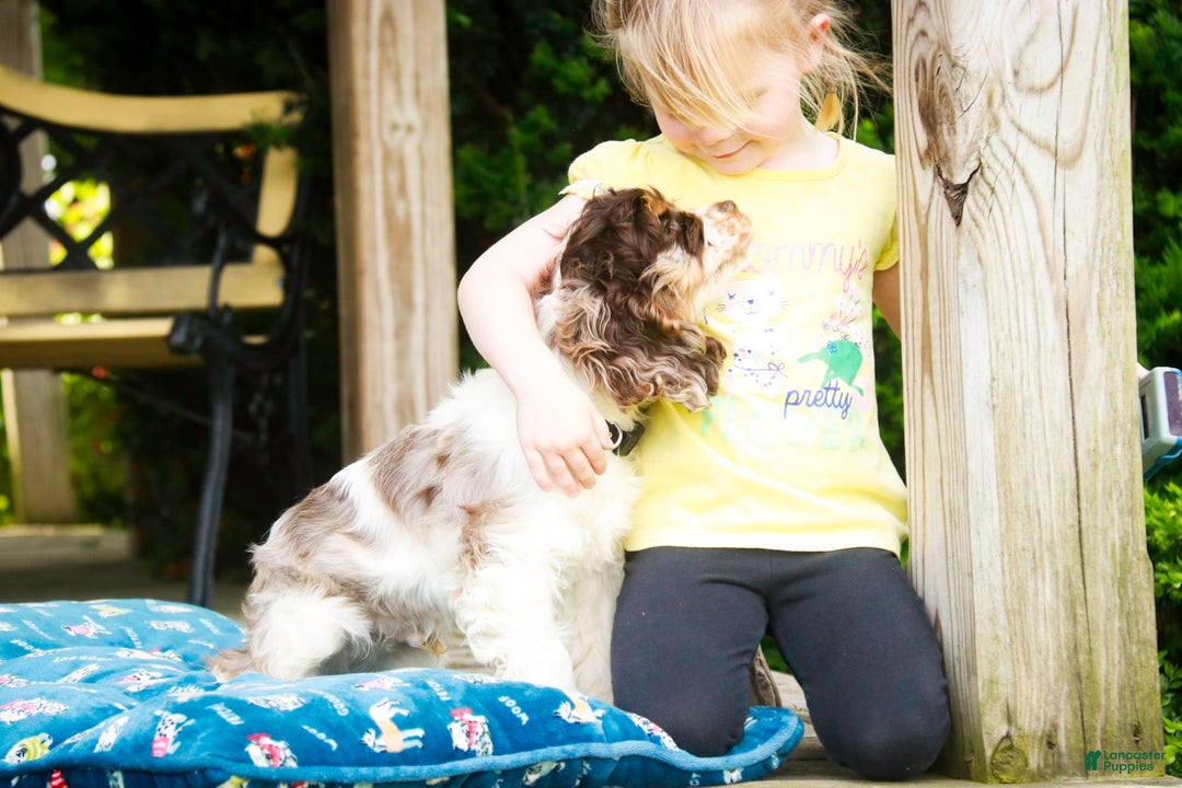 Cocker Spaniel dogs for sale: Beckham - Image 21
