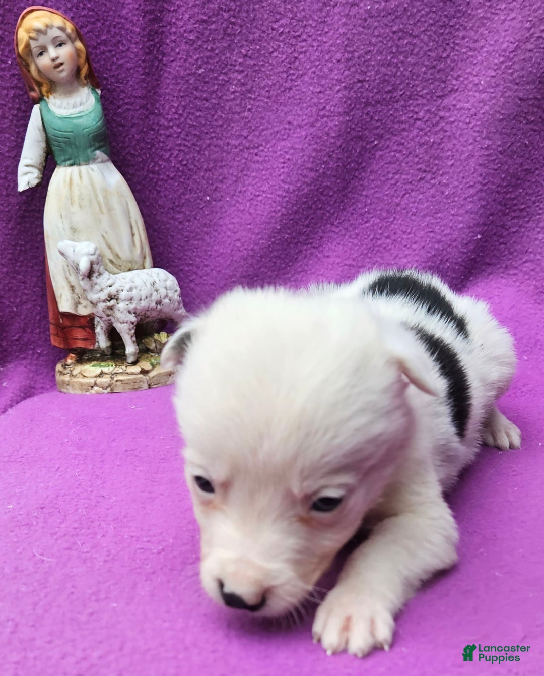 Border Collie dogs for sale: Dreami - Image 43