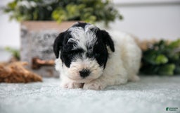 Miniature Poodle dogs for sale: Murry - Image 3