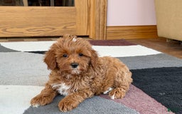 Cavapoo dogs for sale: Henry - Image 2