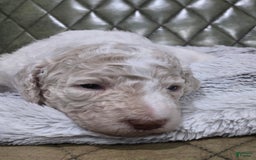 Standard Poodle dogs for sale: Churro - Image 1