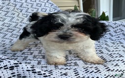 Cockapoo dogs for sale: Stella - Image 15