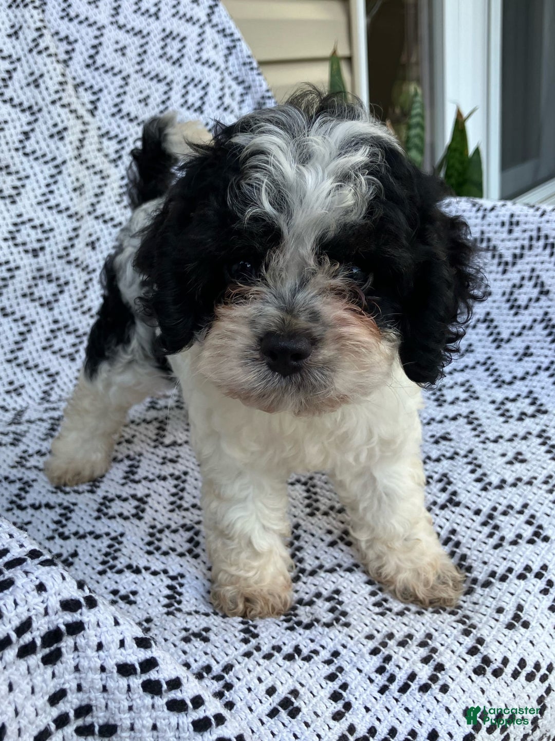 Cockapoo dogs for sale: Stella - Image 15