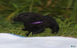 Cane Corso dogs for sale: Cookie - Image 5