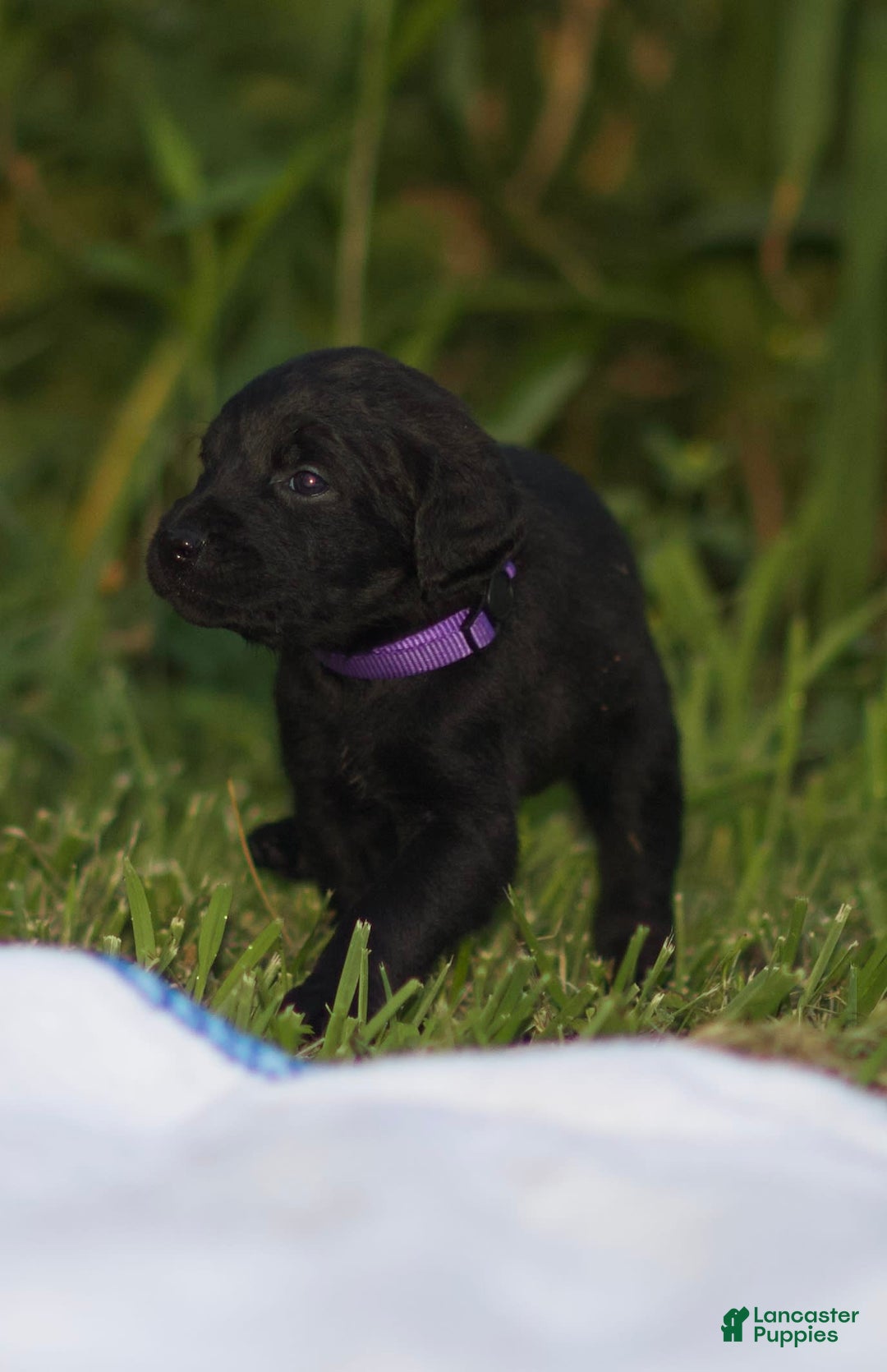 Cane Corso dogs for sale: Cookie - Image 5