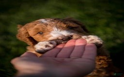 Goldendoodle dogs for sale: Janelle - Image 11