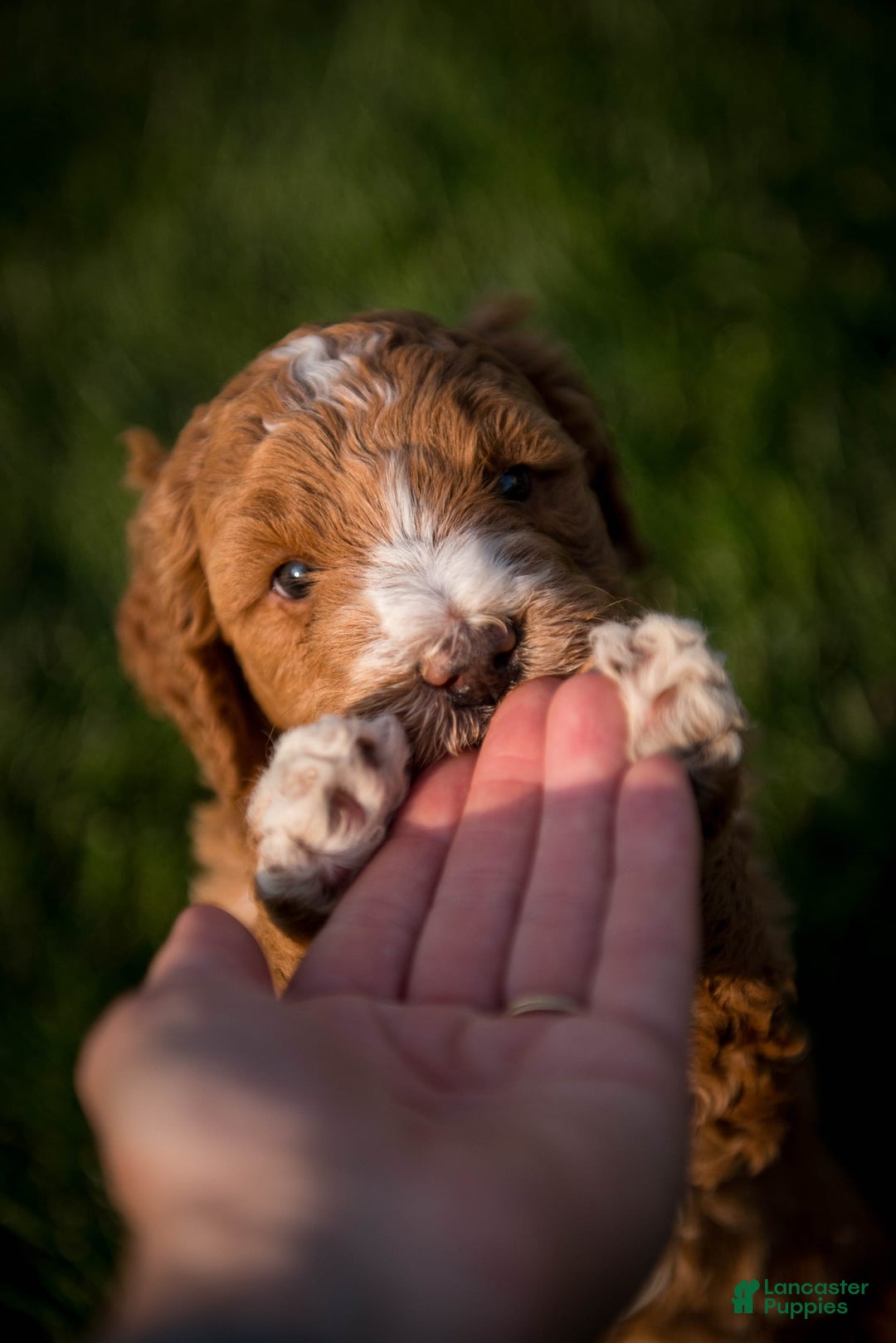 Goldendoodle dogs for sale: Janelle - Image 11
