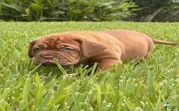 Dogue De Bordeaux dogs for sale: Green Female - Image 4
