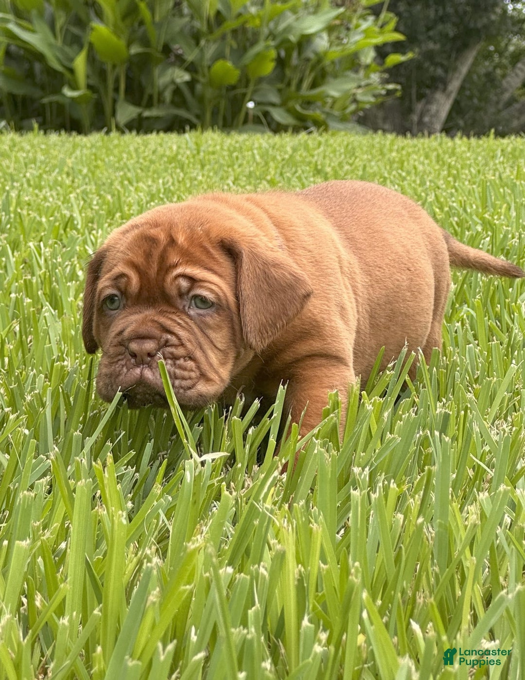 Dogue De Bordeaux dogs for sale: Green Female - Image 4