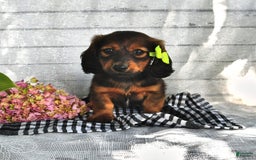 Miniature Dachshund dogs for sale: Alfie - Image 1
