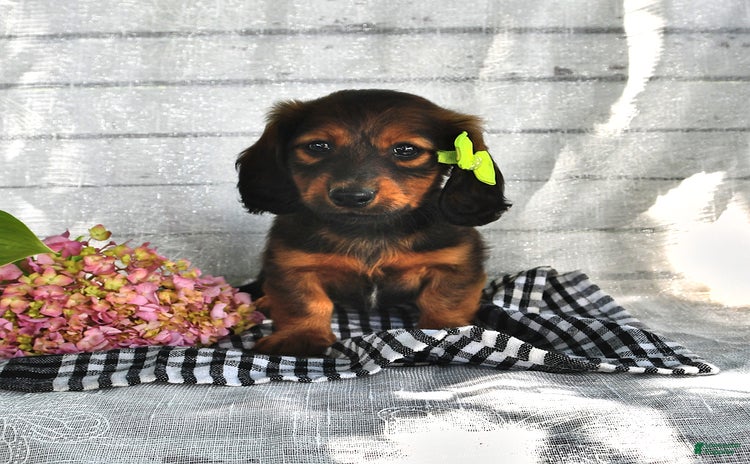 Miniature Dachshund dogs for sale - Ad 5