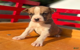 Boxer dogs for sale: Pickles - Image 1