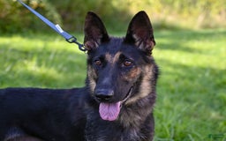 German Shepherd dogs for sale: Melody - Image 6