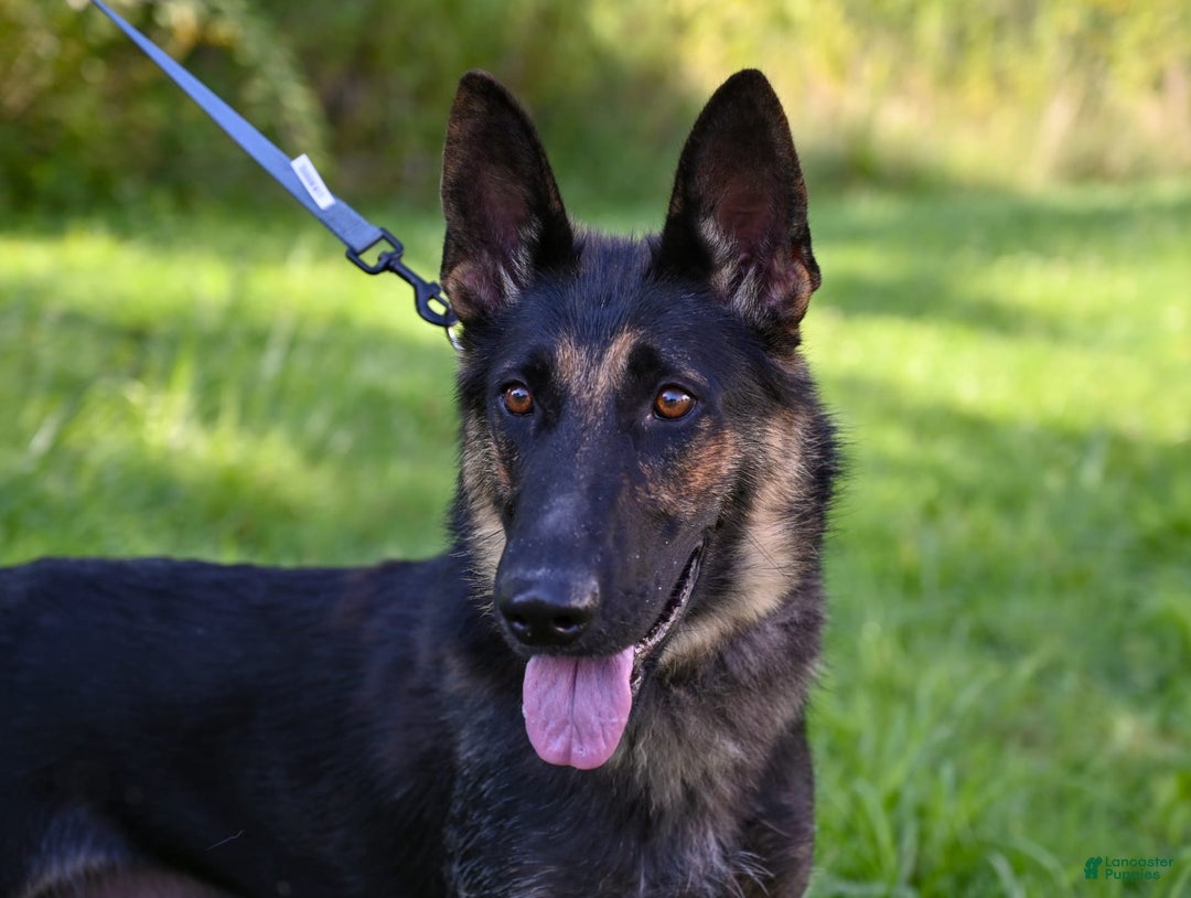 German Shepherd dogs for sale: Melody - Image 6
