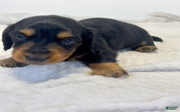 Miniature Dachshund dogs for sale: Chocolate - Image 2