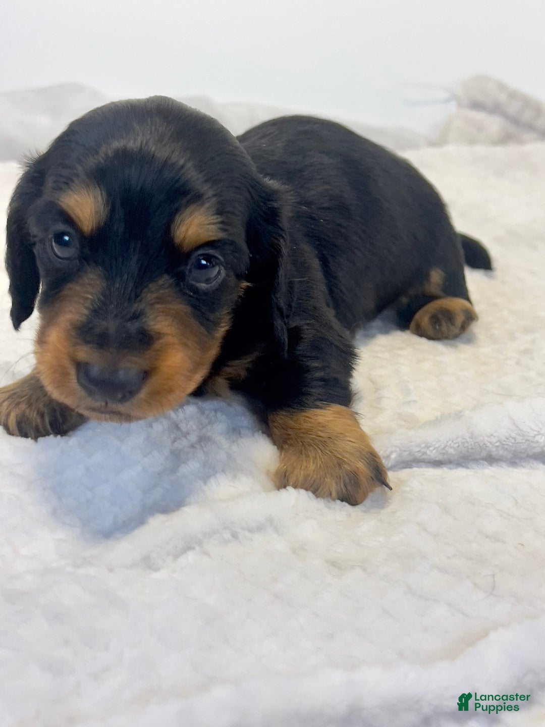 Miniature Dachshund dogs for sale: Chocolate - Image 2