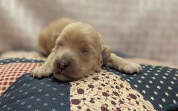 Cockapoo dogs for sale: Nadine - Image 1