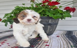 Cavapoo dogs for sale: Missie - Image 5