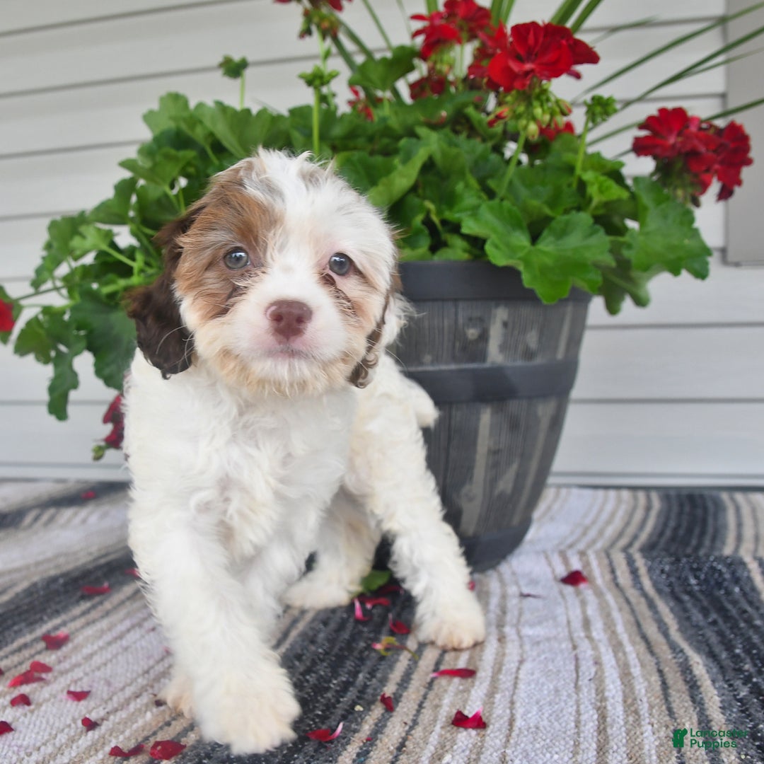 Cavapoo dogs for sale: Missie - Image 5