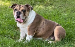 English Bulldog dogs for sale: Cathy - Image 2