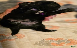 Pug dogs for sale: David Lee - Image 8