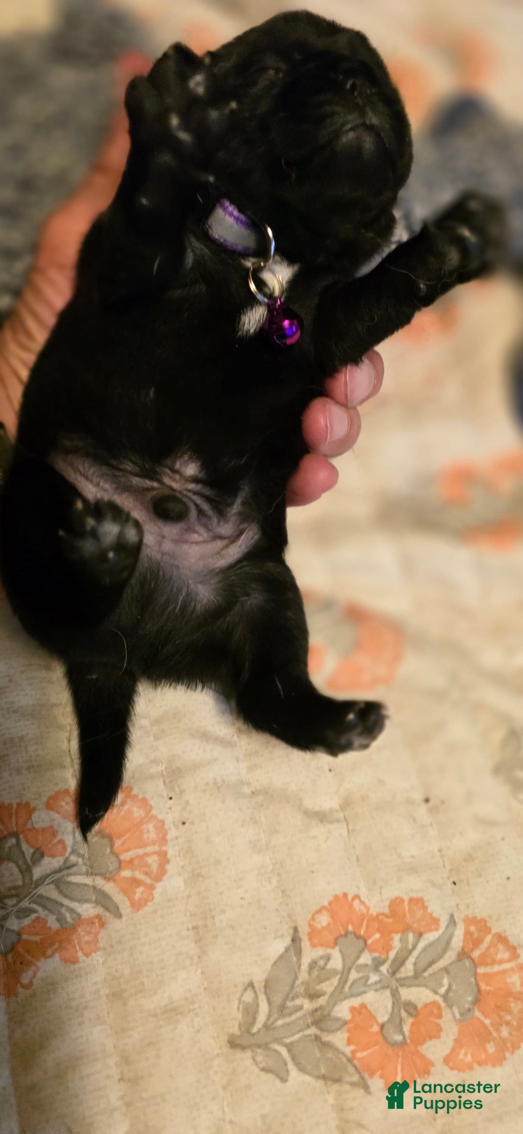 Pug dogs for sale: David Lee - Image 8