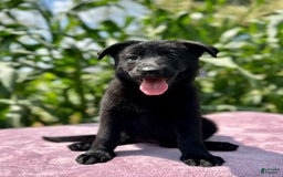 German Shepherd dogs for sale: Shadow - Image 5
