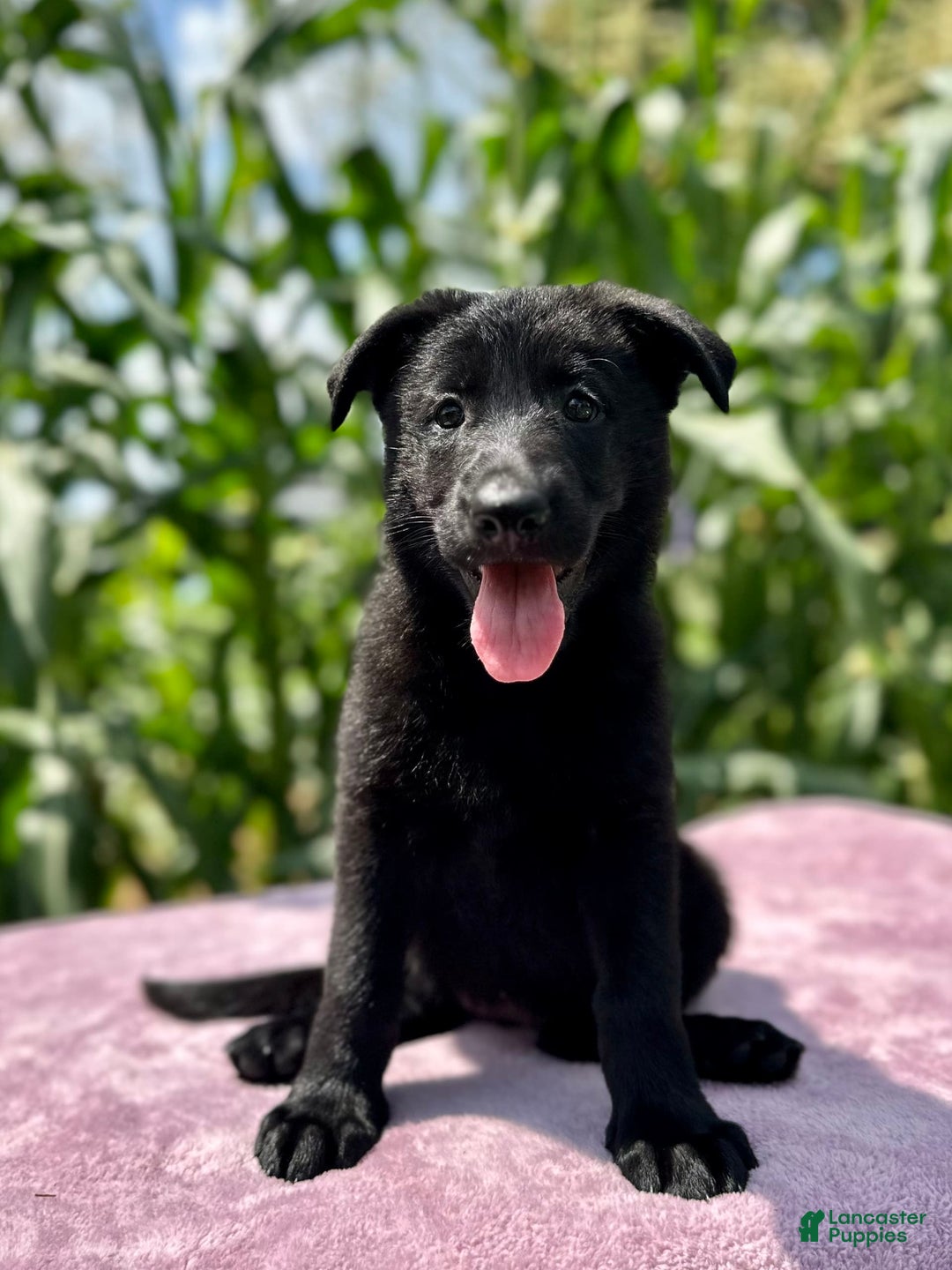 German Shepherd dogs for sale: Shadow - Image 5