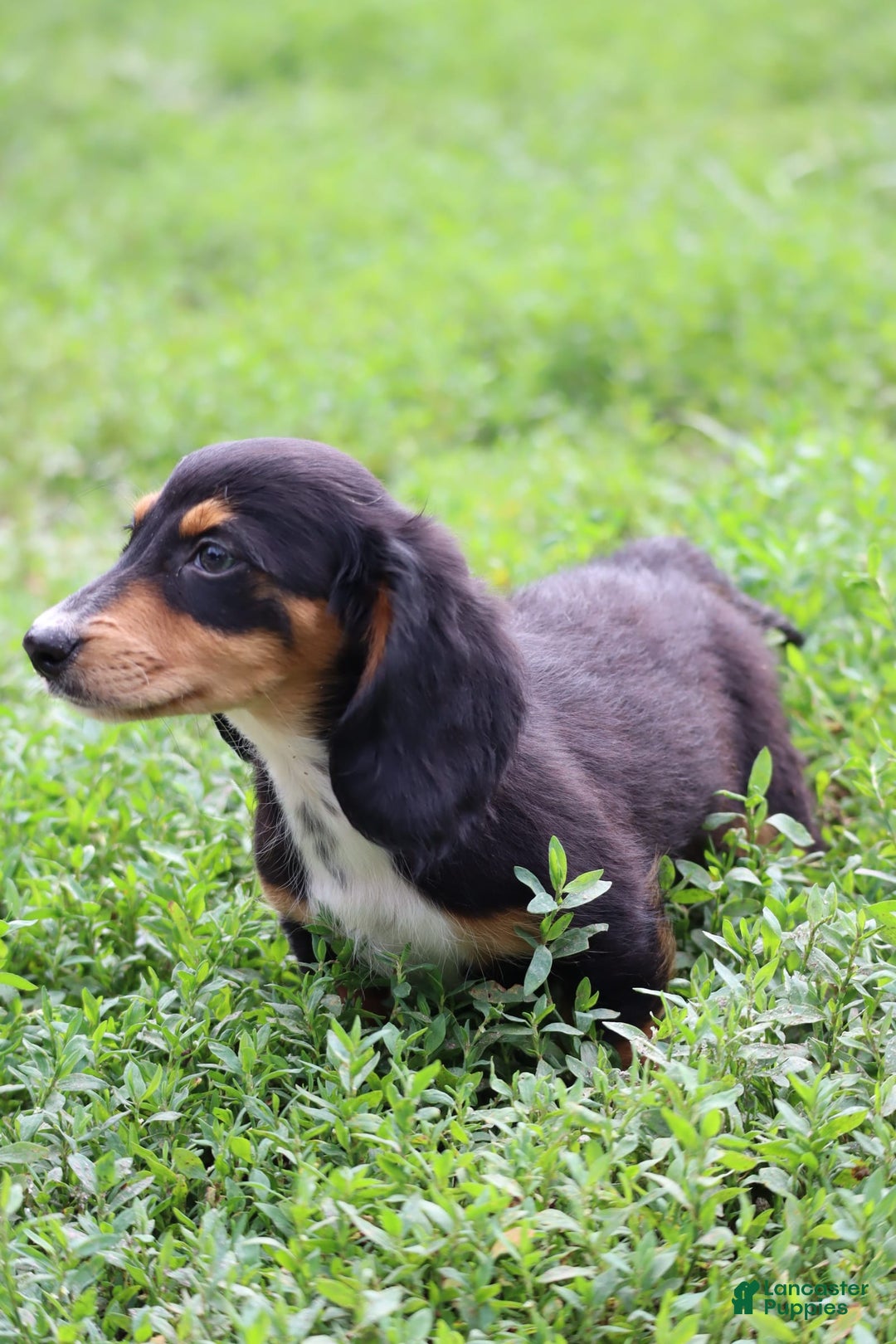 Miniature Dachshund dogs for sale: Duke - Image 7
