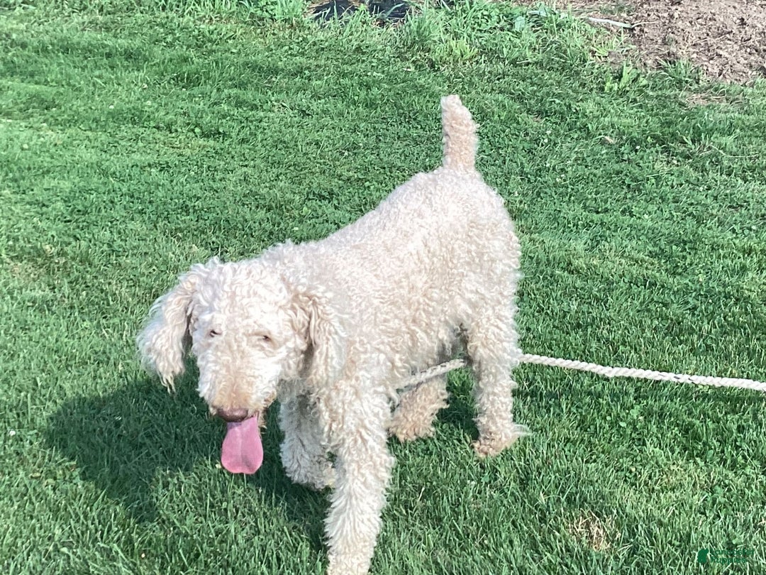 Goldendoodle dogs for sale: Hadly - Image 7