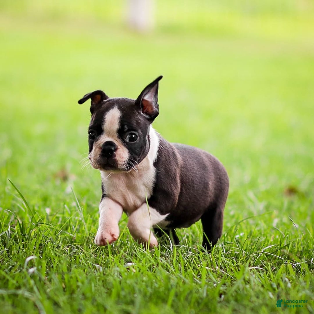 Boston Terrier dogs for sale: Daffodil - Image 9