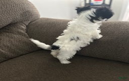 Teddy Bear dogs for sale: Princess - Image 9