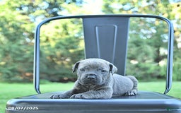 Cane Corso dogs for sale: Drake - Image 3