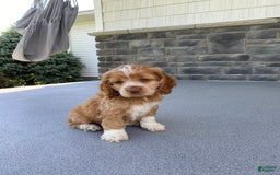 Cocker Spaniel dogs for sale: Asher - Image 5