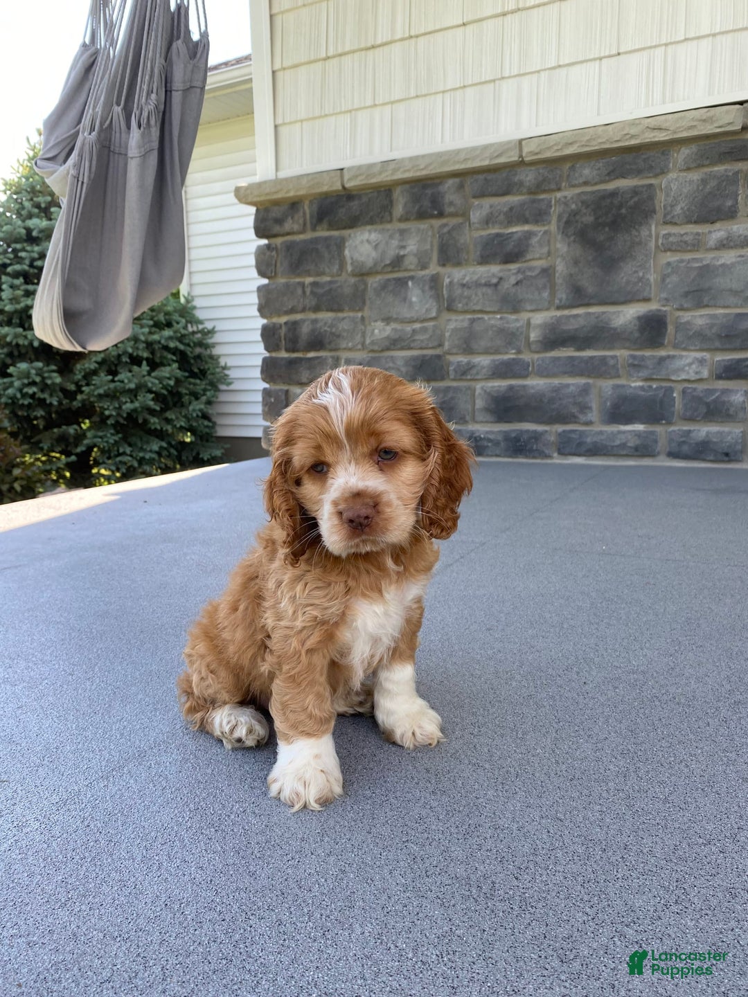 Cocker Spaniel dogs for sale: Asher - Image 5