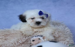 Shihpoo dogs for sale: Captain - Image 10