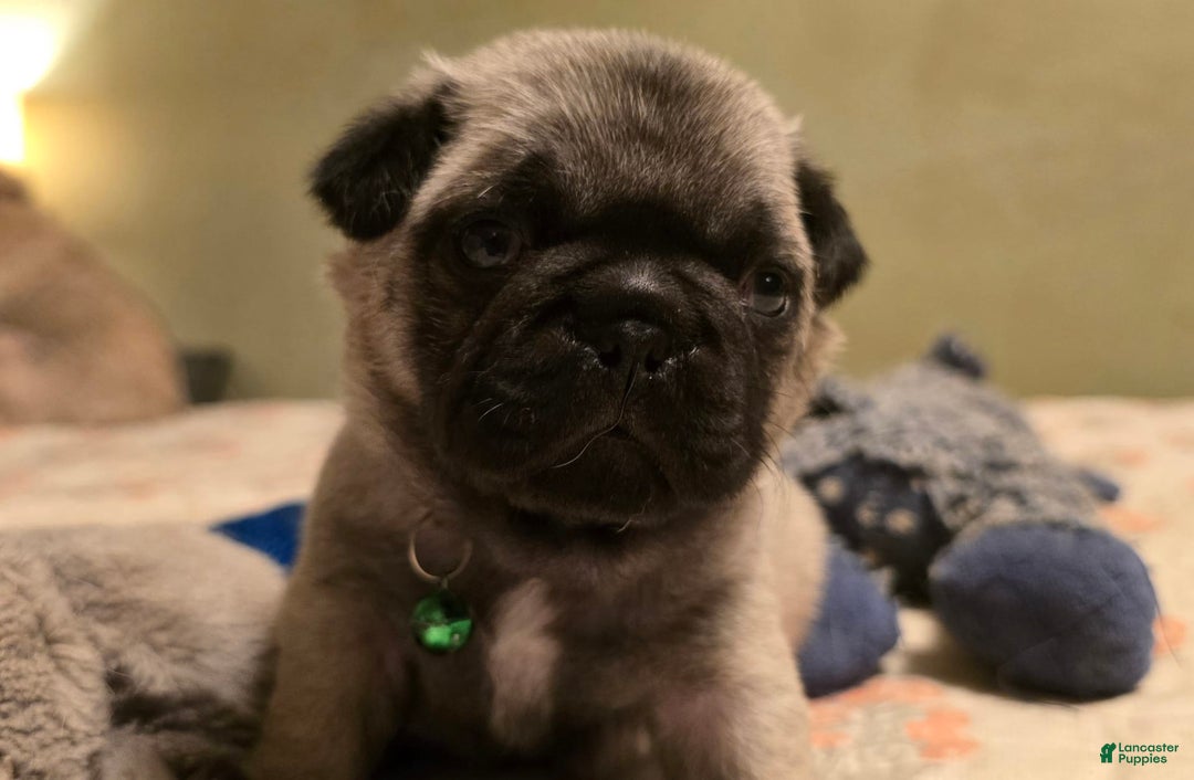 Pug dogs for sale: Derek - Image 16